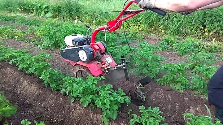 Окучивание картофеля. Мотоблок АГАТ.